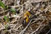 Andrena nitida